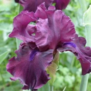 Iris - Devil's Punchbowl - 1 Bulb Pack