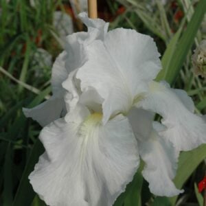 Iris - Pink Attraction - 1 Bulb Pack