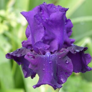 Iris - Rosalie Figge - 1 Bulb Pack
