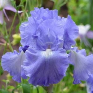 Iris - Victoria Falls - 1 Bulb Pack