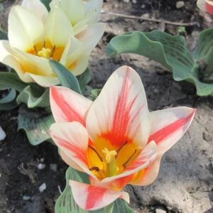 Tulip Greigii - Quebec - 10 Bulb Pack