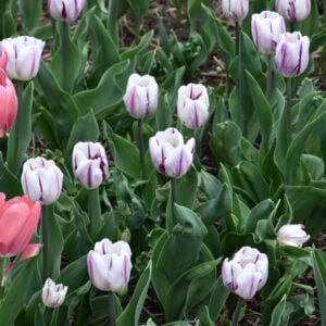 Tulip Triumph - Flaming Flag - 10 Bulb Pack
