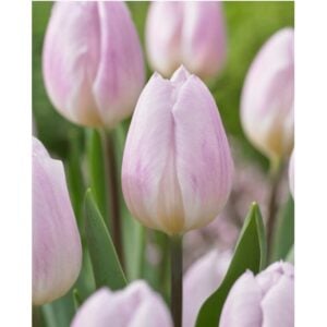 Tulip Triumph - Sweet Flag - 10 Bulb Pack