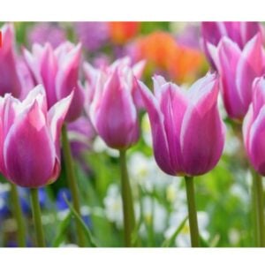 Tulip Lily - Claudia - 10 Bulb Pack