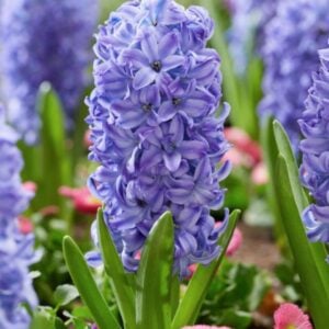 Hyacinthus orientalis - Aqua - 4 Bulb Pack