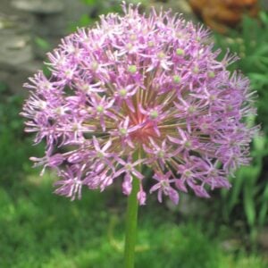 Allium - Purple Rain - 5 Bulb Pack