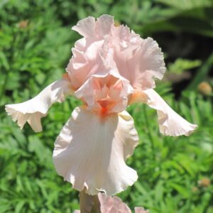 Iris - Pink Attraction - 1 Bulb Pack