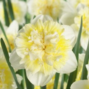 Narcissus Double Flowering - Ice King - 8 Bulb Pack