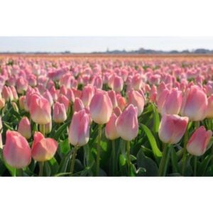 Tulip Darwin Hybrid - Kunyun - 10 Bulb Pack
