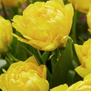 Tulip Double Early - Limousine - 10 Bulb Pack