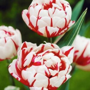 Tulip Double Late - Carnaval de Nice - 10 Bulb Pack