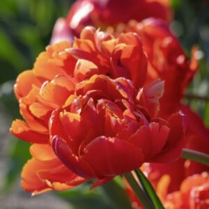 Tulip Double Late - Icoon - 10 Bulb Pack
