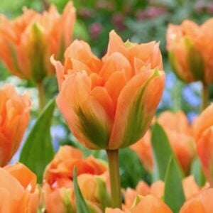 Tulip Fosteriana - Disneyland Paris - 10 Bulb Pack