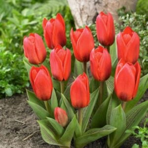 Tulip Kaufmanniana - Showwinner - 10 Bulb Pack