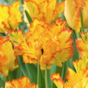 Tulip Parrot - Caribbean Parrot - 10 Bulb Pack