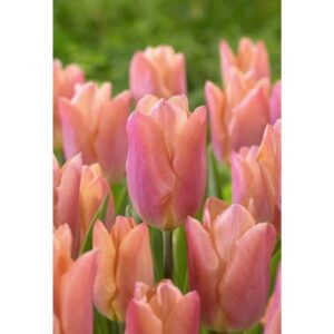 Tulip Single Early - Salmon Prince - 10 Bulb Pack