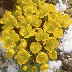 Eranthis cilicica - 25 Bulb Pack