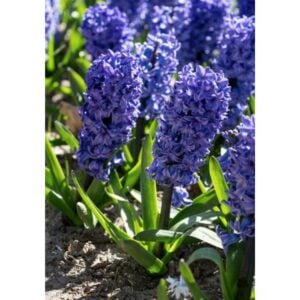 Hyacinthus orientalis - Blue Star - 4 Bulb Pack
