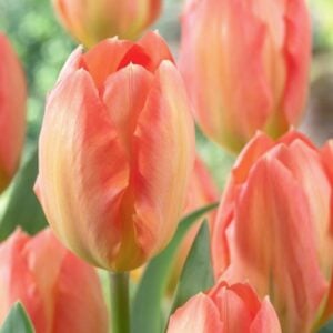 Tulip Fosteriana - Apricot Emperor - 10 Bulb Pack