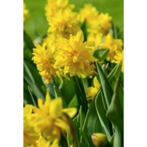 Narcissus Double Flowering - Tete Deluxe - 10 Bulb Pack