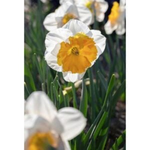 Narcissus Large-Cupped - Soestdijk - 8 Bulb Pack