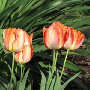 Tulip Parrot - Apricot Parrot - 10 Bulb Pack