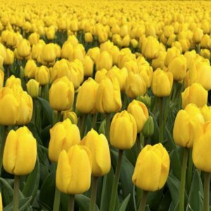 Tulip Darwin Hyrbid - Novi Sun - 10 Bulb Pack