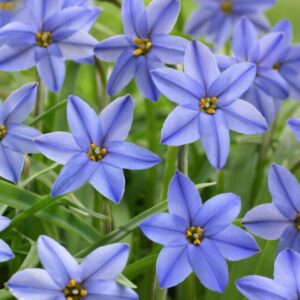 Ipheion uniflorum - Jessie - 20 Bulb Pack