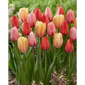 Tulip Darwin Hybrid - Impression Mix - 25 Bulb Pack