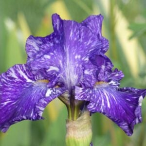 Iris - Batik - 1 Bulb Pack