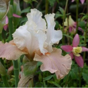 Iris - Struck Twice - 1 Bulb Pack