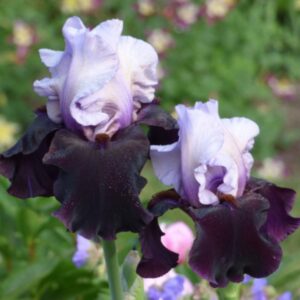 Iris - Better Together - 1 Bulb Pack