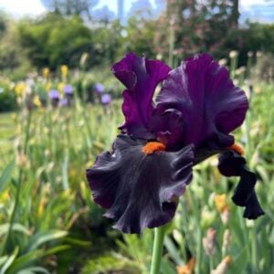 Iris - Dracula's Kiss - 1 Bulb Pack
