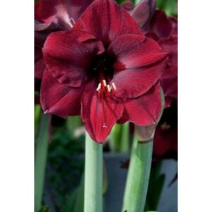 Amaryllis - Carmen - 1 Bulb Pack