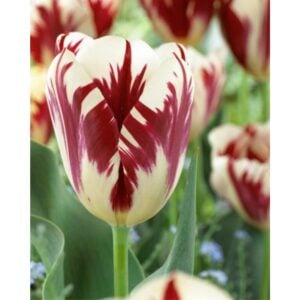 Tulip Single Late - Grand Perfection - 10 Bulb Pack