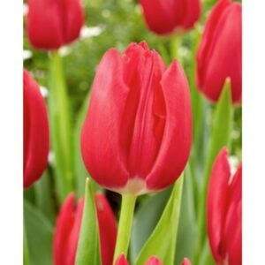 Tulip Triumph - Rodolfo - 10 Bulb Pack
