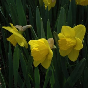 Narcissus Large-Cupped - Peaches and Cream - 8 Bulb Pack
