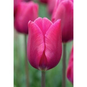 Tulip Triumph - Pink Ardour - 10 Bulb Pack