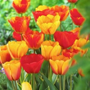 Tulip Darwin Hybrid - Apeldoorn Mix - 10 Bulb Pack