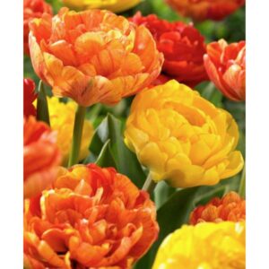 Tulip Double Mid - Spring Joy - 10 Bulb Pack