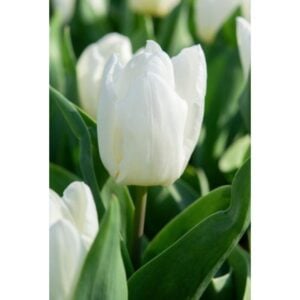Tulip Single Early - White Prince - 10 Bulb Pack