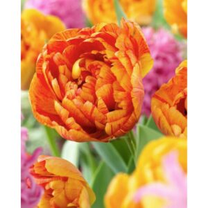 Tulip Double Mid - Sun Lover - 10 Bulb Pack