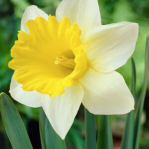 Narcissus Trumpet - Goblet - 8 Bulb Pack