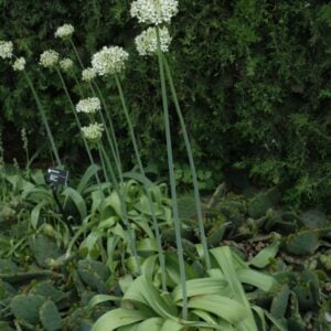 Allium nigrum - 25 Bulb Pack