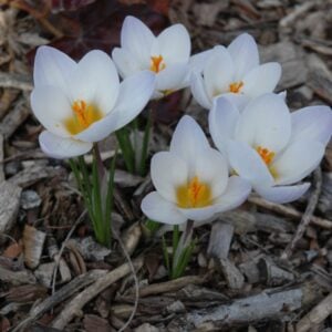 Crocus chrysanthus - Blue Pearl - 25 Bulb Pack
