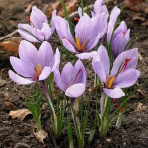 Crocus sativus - 25 Bulb Pack