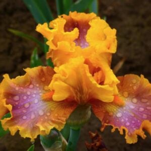 Iris - Nice Job - 1 Bulb Pack