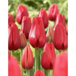 Tulip Single Late - Kingsblood - 10 Bulb Pack