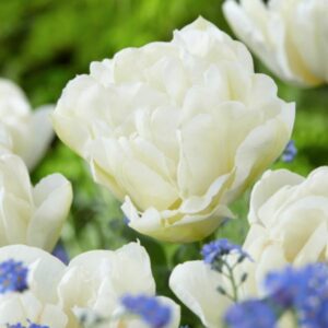 Tulip Double Early - Northcap - 10 Bulb Pack