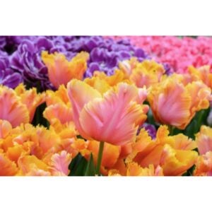 Tulip Parrot - Amazing Parrot - 10 Bulb Pack